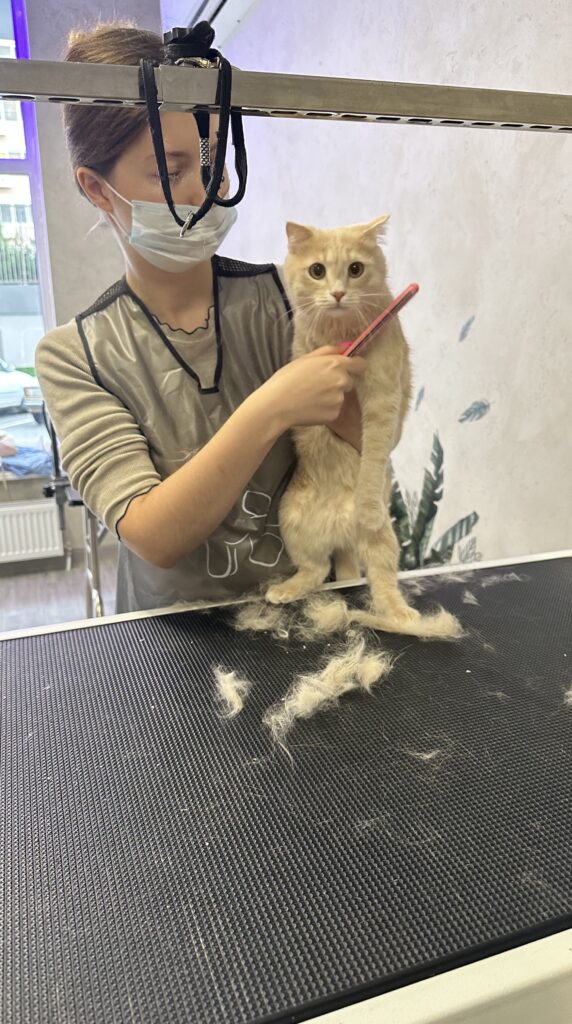 Уход за шерстью